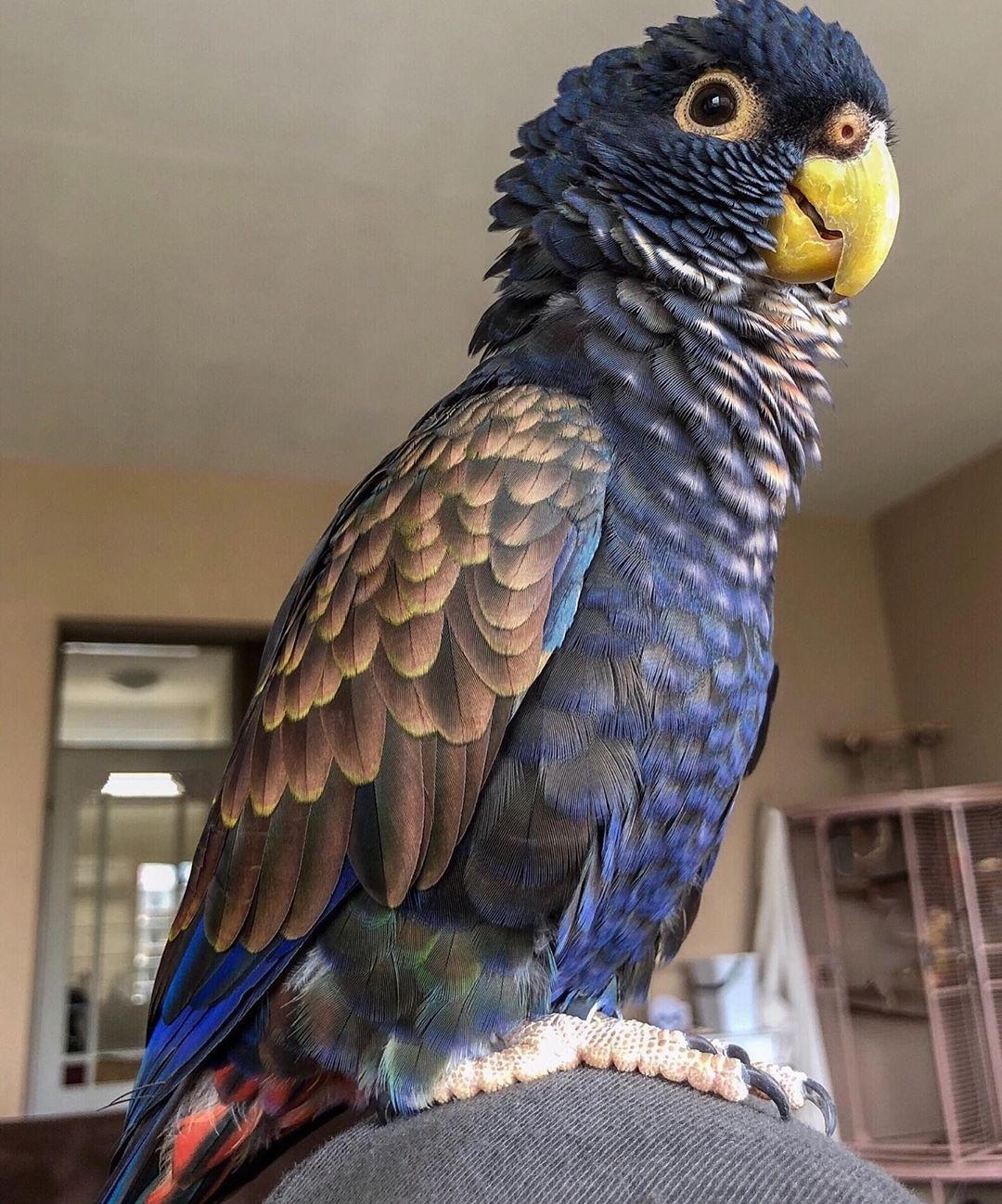 Самый большой попугай в мире фото и названия